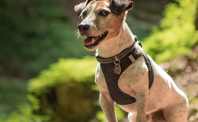 Dog sitting on trail in the woods,